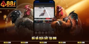 Đá gà cựa sắt