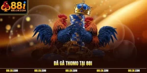 Đá gà Thomo
