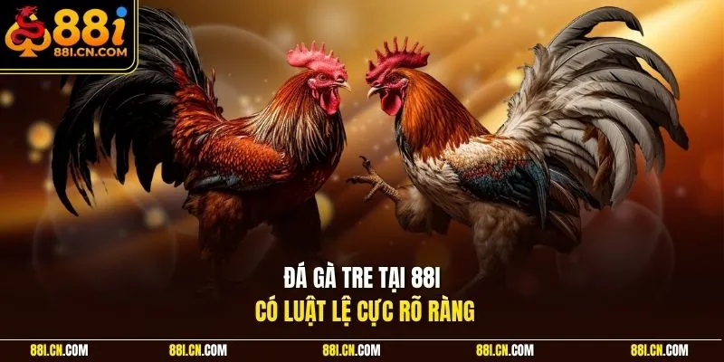 Đá gà tre tại 88I có luật lệ cực rõ ràng