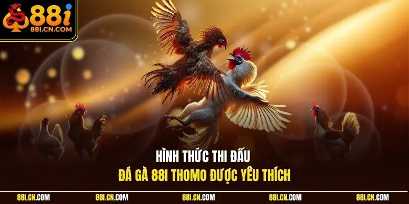 Hình thức thi đấu đá gà 88I Thomo được yêu thích